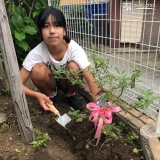 ブルーベリー植樹の写真