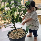 レモン植樹の様子