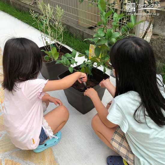 オリーブ、レモン植樹の様子