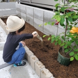 ジューンベリー植樹の様子