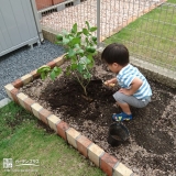 レモン植樹の様子