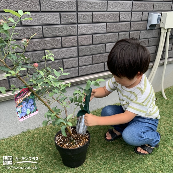 ブルーベリー植樹の様子