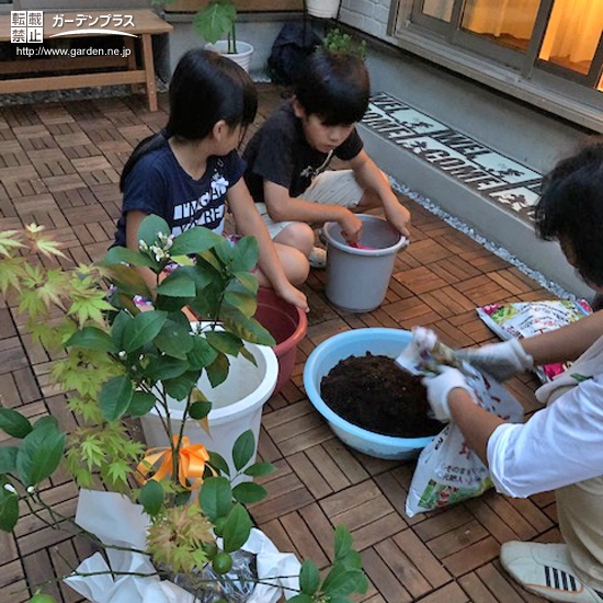 レモンともみじを植樹の様子