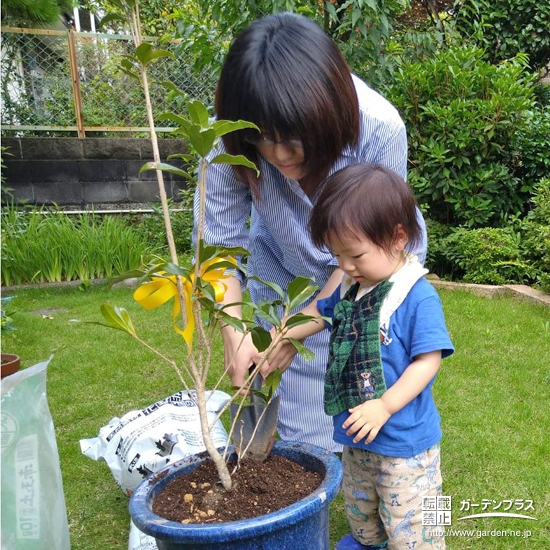 キンモクセイ植樹の様子