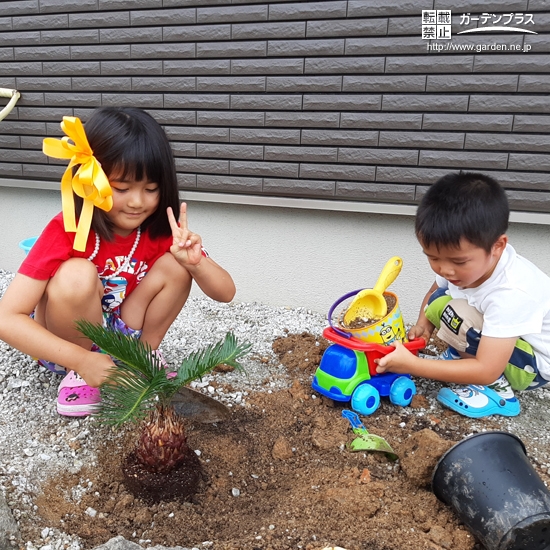 ソテツ植樹の様子