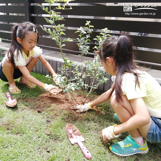 ブルーベリー植樹の様子