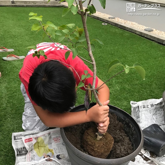 ライラック植樹の様子