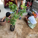 レモン植樹の様子①