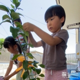 レモン植樹の様子②