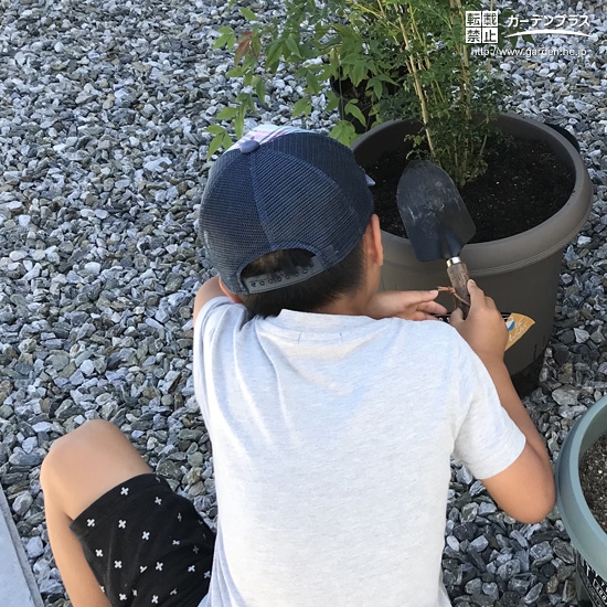シマトネリコ植樹の様子