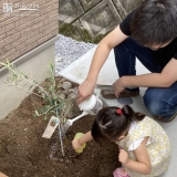 オリーブ植樹の様子②