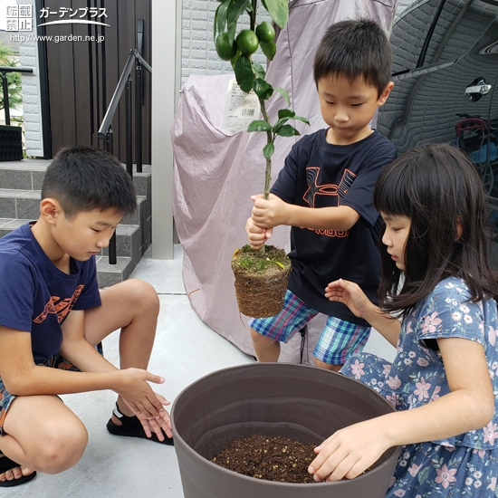 植樹の様子