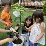 植樹の様子