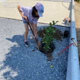 レモン植樹の様子