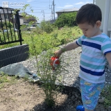 植樹の様子