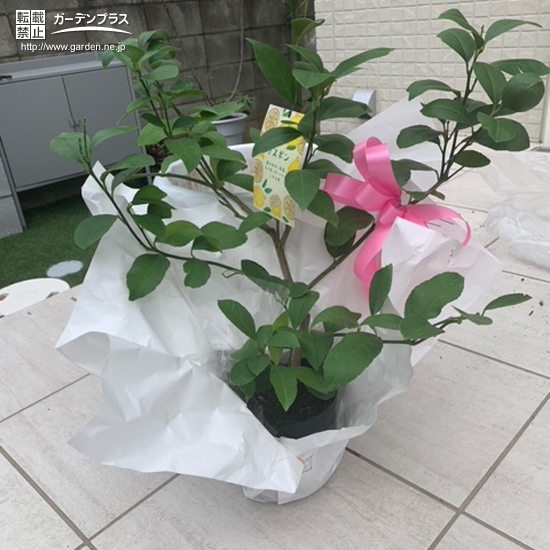 植樹前のレモン