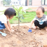 植樹の様子②