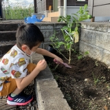 植樹の様子