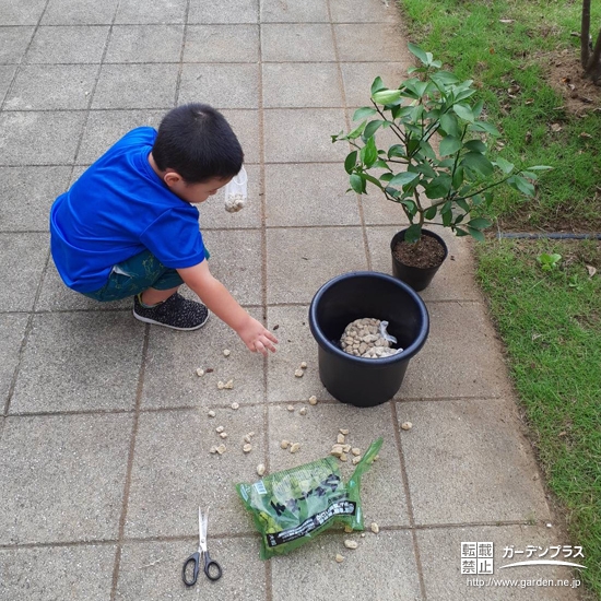 レモン植樹の様子