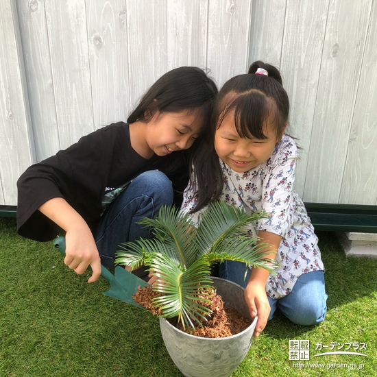 ソテツ植樹の様子