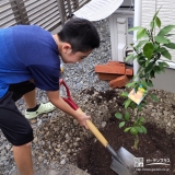 ミカン植樹の様子