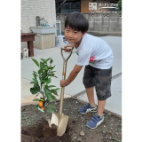 温州ミカン植樹の様子