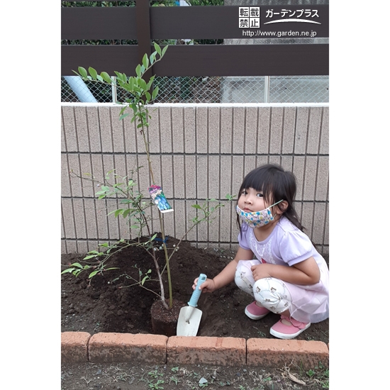 ブルーベリー植樹の様子