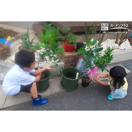 レモン植樹の様子