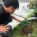 ミモザ植樹の様子