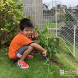 レモン植樹の様子