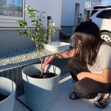 ライラック植樹の様子②