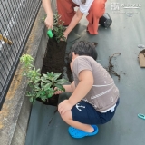 ジンチョウゲ植樹の様子