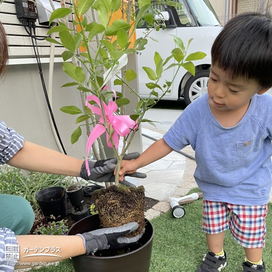 レモン植樹の様子