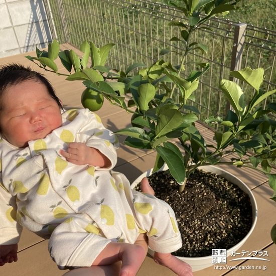 植樹したレモンと記念撮影②