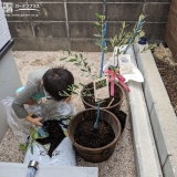 オリーブ植樹の様子①