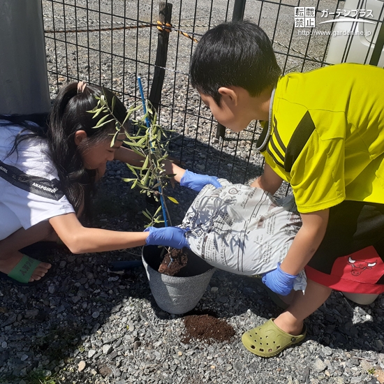 キンモクセイ,オリーブ植樹の様子