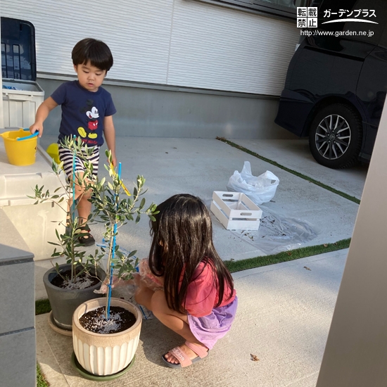 オリーブの植樹中の様子②