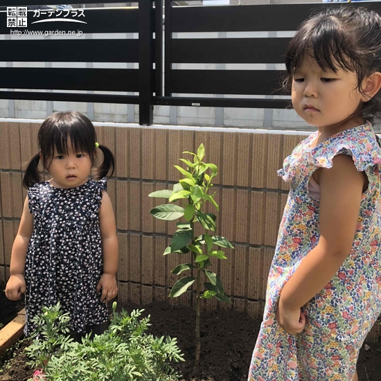 植樹後のレモンとシマトネリコと記念撮影②