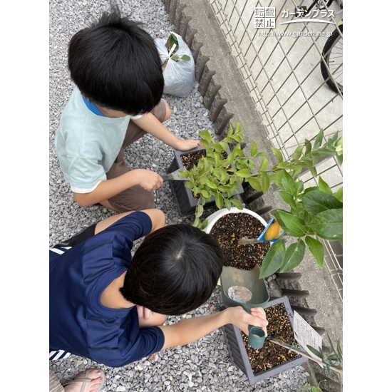 植樹中の様子