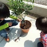 兵庫県神戸市垂水区キンカンと月桂樹（ローリエ）の植樹風景