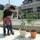 兵庫県神戸市垂水区キンカンと月桂樹（ローリエ）の植樹風景