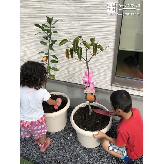 温州ミカンとカキの植樹中の様子