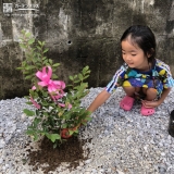 紅葉トキワマンサクの植樹中の様子