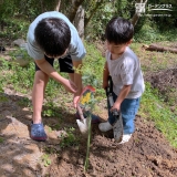 オリーブとイチジクの植樹中の様子