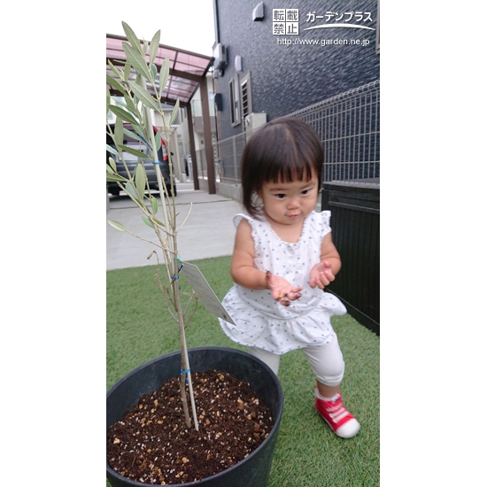 オリーブと植樹後の記念撮影➂