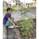 セイヨウニンジンボクの植樹中の様子