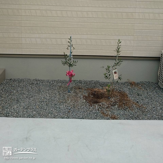 オリーブの植樹後の写真
