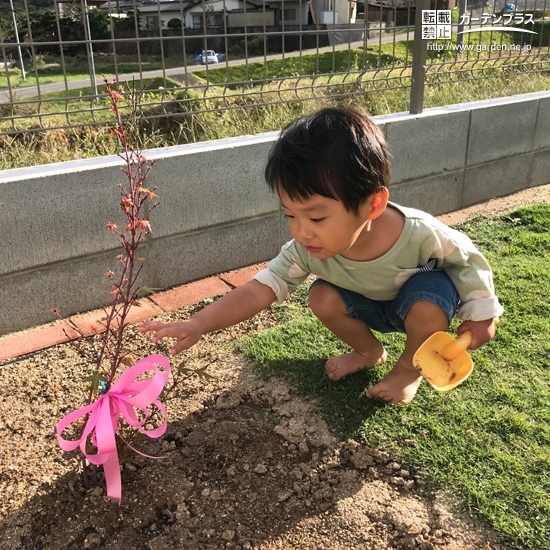 もみじ（カエデ）の植樹中の様子