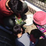 神奈川県鎌倉市ビワと紅葉トキワマンサクの植樹風景