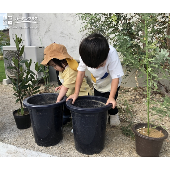 ミモザと月桂樹（ローリエ）の植樹中の様子